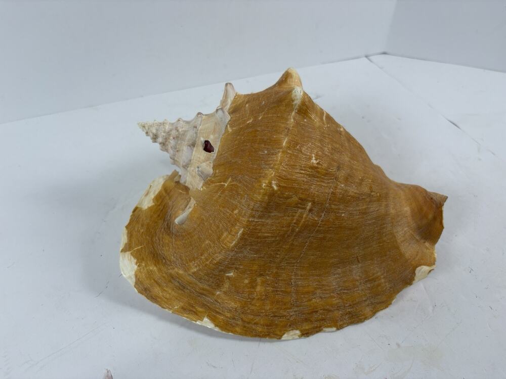 Large Natural Queen Conch Shell 10in Pink Interior Seashell Beach Coastal Decor
